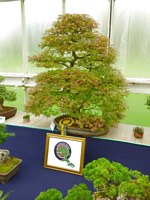 Scottish_Bonsai_Show_2012